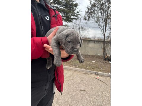 Ab Kalite Cane Corso Bebekler Yeni Yuvalarını Arıyorlar