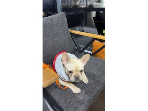 7 Aylık Dişi French Bulldog