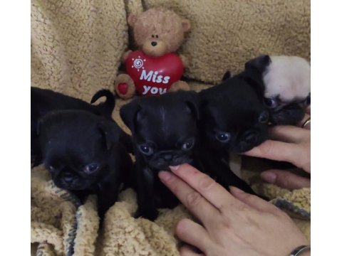 Orjinal Safkan A+ Kalite Pug Mops Yavrular