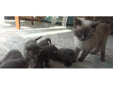 Masmavi Gözlü Minik Mucize Kediler