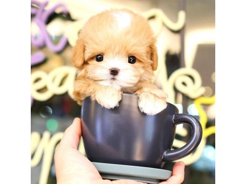 Maltipoo Bebek Köpeklerim Ücretsiz Değildir