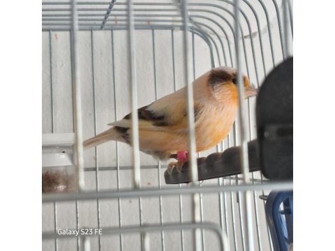 Hazır Çift 1 Yaşında Kanarya