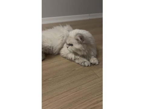 Oyuncu British Longhair Yavrumuz Cakır