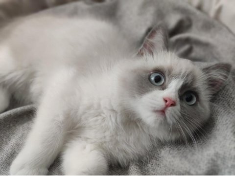 Mavi Gözlü Safkan Erkek Ragdoll Yavrusu