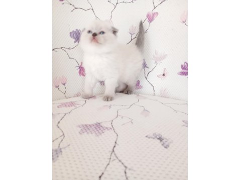Bal Küpü Kar Topu Scottish Fold Bebekler