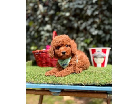 Orjinal Toy Poodle Yavruları