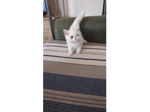 Old Eyes 2 Aylık Erkek Yavru Kedimiz