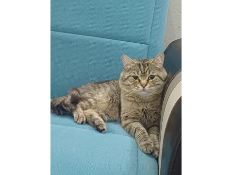 Ücretsiz Sahiplendirme Kedimiz