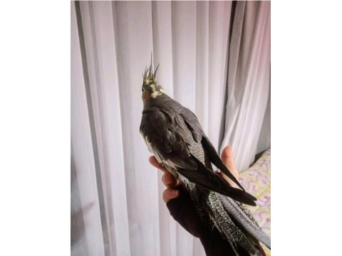 Ultra Evcillik Sultan Papağanı (Omza Gelir)