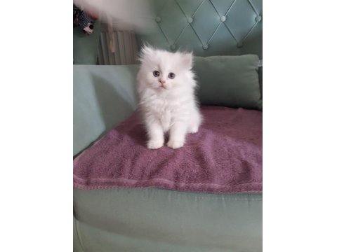 British Longhair Kedilerimiz