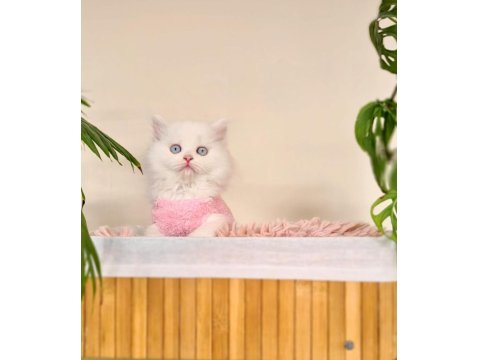 Erkek British Longhair Oyun Hamuru