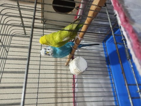 Yavrulamaya Hazır Kızgın Genç Çift Muhabbet Kuşlarım