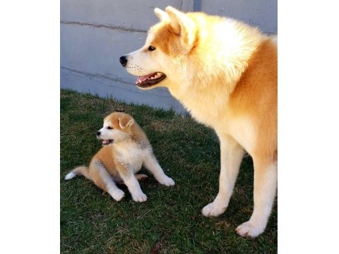 Japon Akita İnu Yavruları