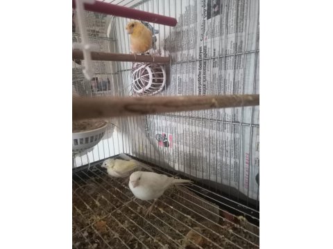 Yarı Tepeli Çift Kanarya