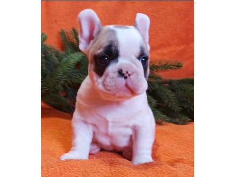 A Kalite Fransız Bulldog Yavrularımız