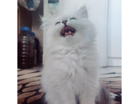 British Longhair 65 Günlük Yavrular