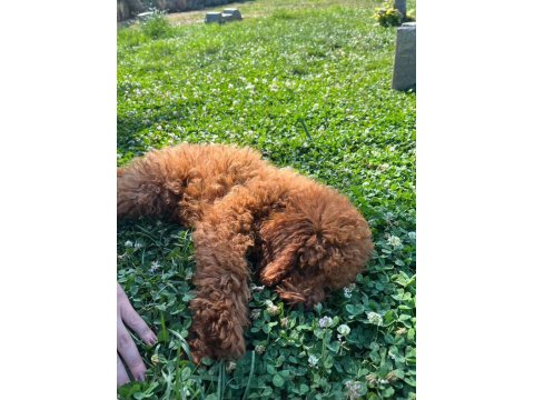 Sahiplendirme Poodle Köpeğimiz Yuva Arıyoruz