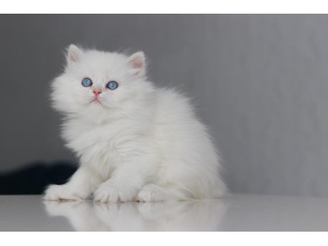 Full Şecereli Teslime Hazır Dişi British Longhair