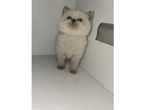 British Shorthair Patiler