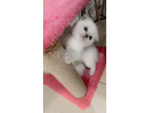 Scottish Fold 2,5 Aylık Dişi