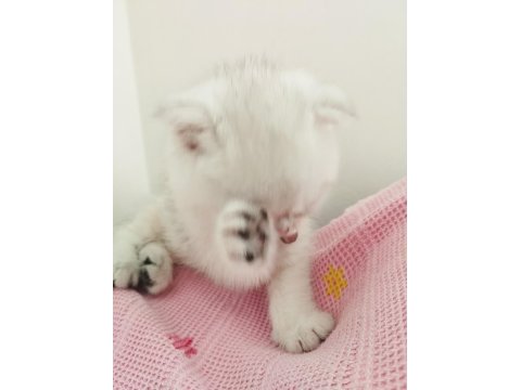 60 Günlük Scottish Fold Bebiş
