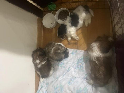 Shih Tzu Bebeklerim 4 Erkek Ve 1 Dişi