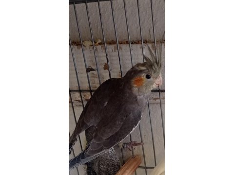 Yavru Sultan Papağanı