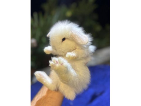 Hollanda Cüce Ve Mini Lop Tavşanı Yavrular Her Yere Gönderim