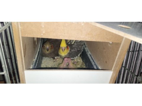 Takım Halinde Sultan Papağanı Ailesi Sahiplendirilecektir