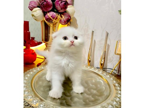 Kar Beyaz Scottish Fold Yavrularımız