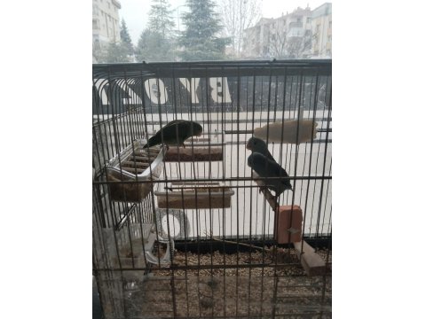 Yavru Forpus Papağanlar