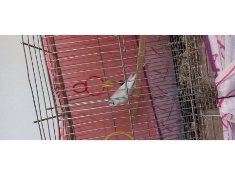 Çift Muhabbet Kuşumuz