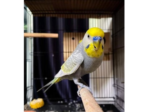 Çocuklar Bile Eğitebilir Muhabbet Kuşu