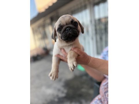 Pug Mops Yavru Köpekler