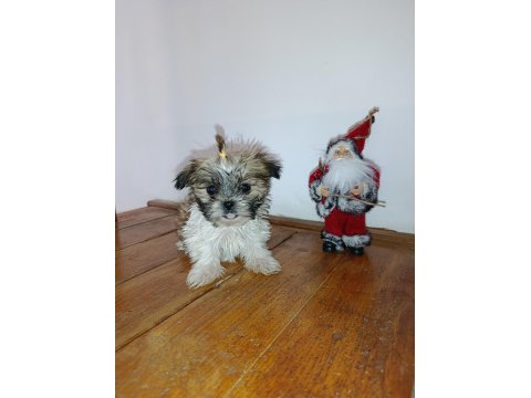 Shih-Tzu Minik Köpekler