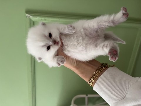 Blue Point Cinsi Bebek Kedimiz