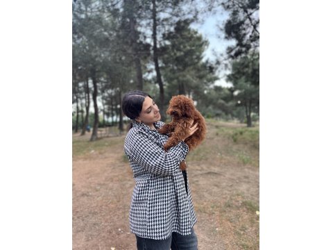 6 Aylık Yavru Erkek Poodle