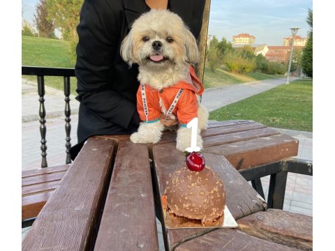 Köpeğimize Gerçekten İnsan Gibi Sevecek Sıcak Bir Yuva Arıyoruz