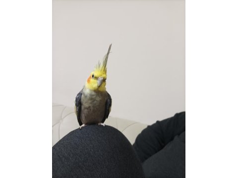 Tecrübeli Eş Sultan Papağanı Takım