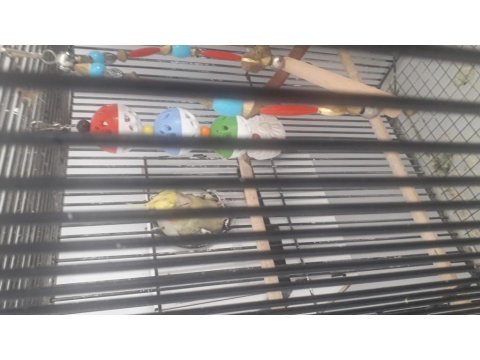 2 Adet Sultan Papağanı