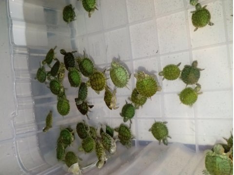 Yavru Su Kaplumbağası