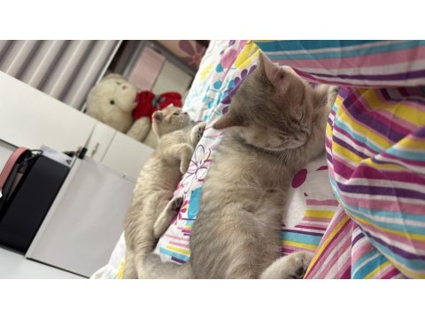 Kedilerimize Yuva Arıyoruz