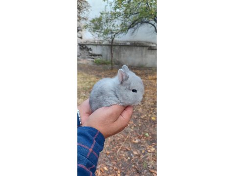 Netharlend Darbe (Cüce Tavşan)