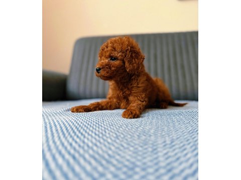 Toy Poodle Cins Yavru Köpeklerim