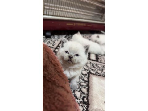 Bluepoint Yavru Kediler