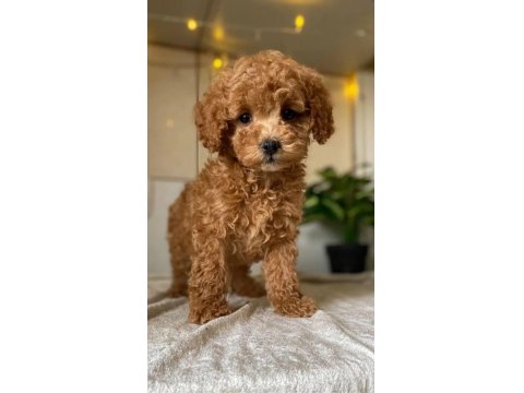 Kızlar Onların Hastası - Poodle Köpekler