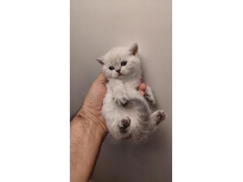 Acil British Shorthair Kedisi Yavrularımız