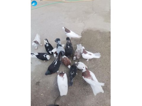 Balıkesir Burhaniye Bende Satılık Hepsi Toplam 12 Adet Saya Kelebek Güvercinler Var Elimde