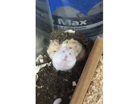 Hamster Gonzales İçin Ulaşın