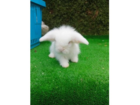 Beyaz Hollanda Teddy Lop Tavşan Yavrularımız